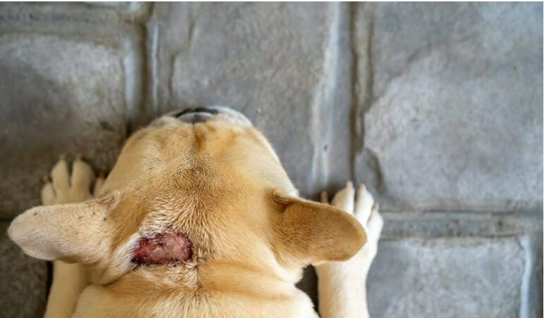 Put Neosporin On A Dog