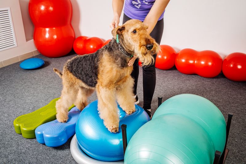 Dog Needs Exercise Buddies
