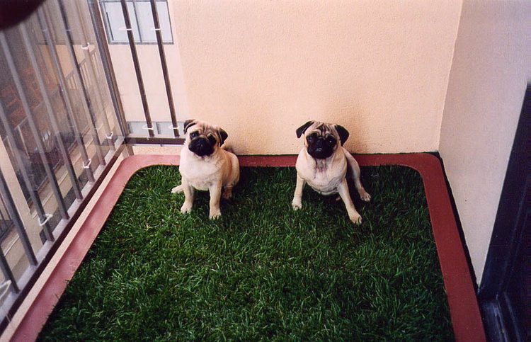How To Potty Train A Dog