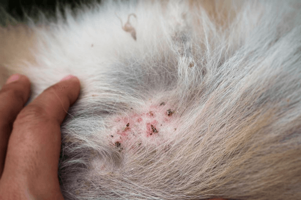Kills Fleas On Dogs Instantly