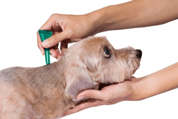 Kills Fleas On Dogs Instantly 