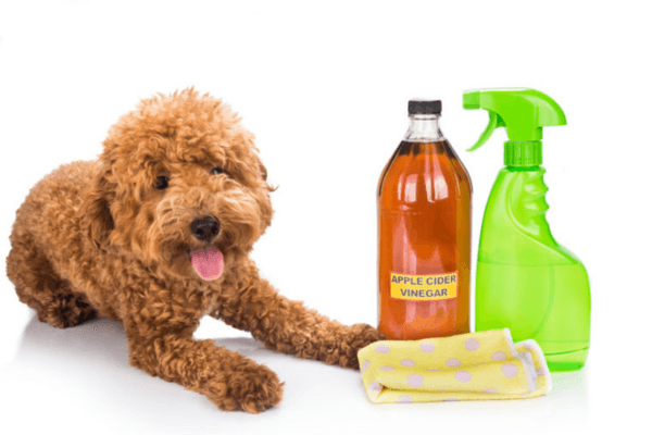 Kills Fleas On Dogs Instantly 