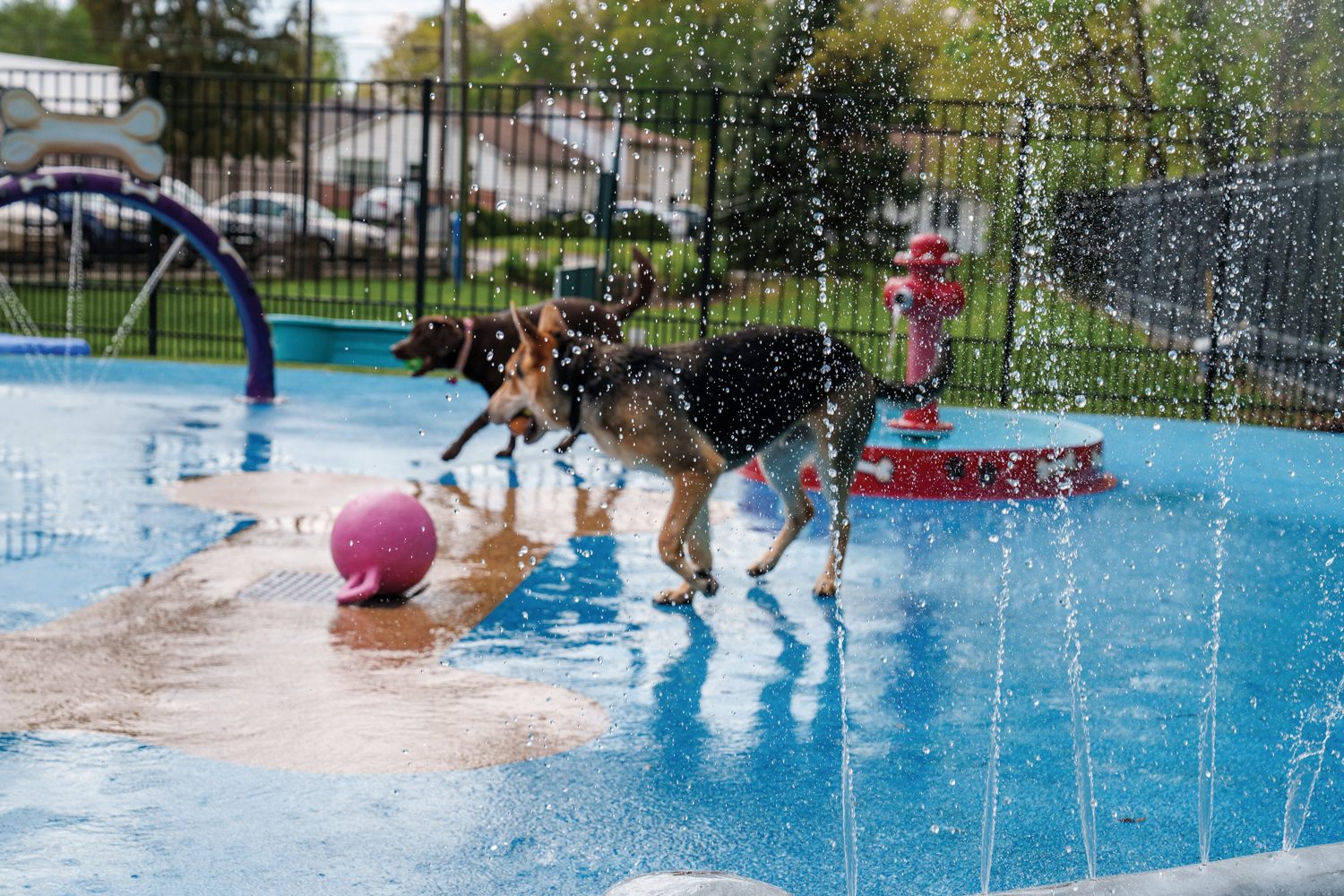  Dog Splash Pads