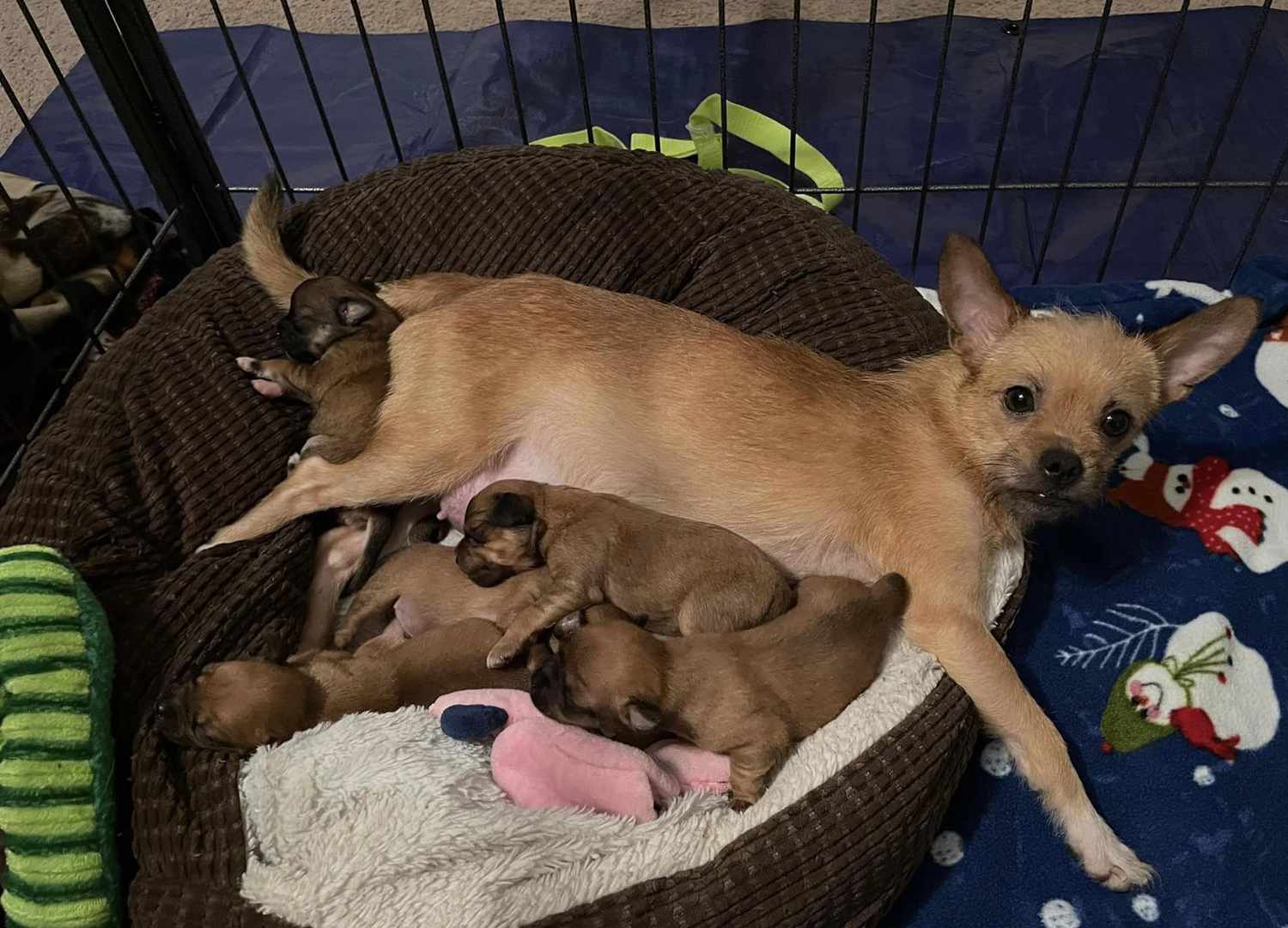 EAU Claire Humane Society