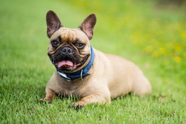 French Bulldog Name