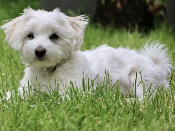 Maltesedogs1