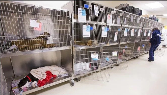 Maricopa Animal Shelter