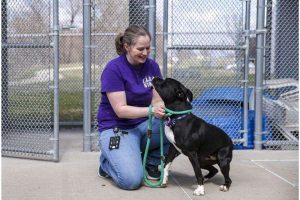 Metro Animal Services