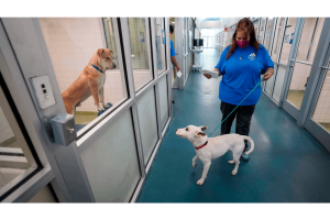 Metro Animal Services 