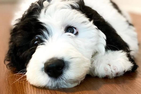 Mini Sheepadoodle
