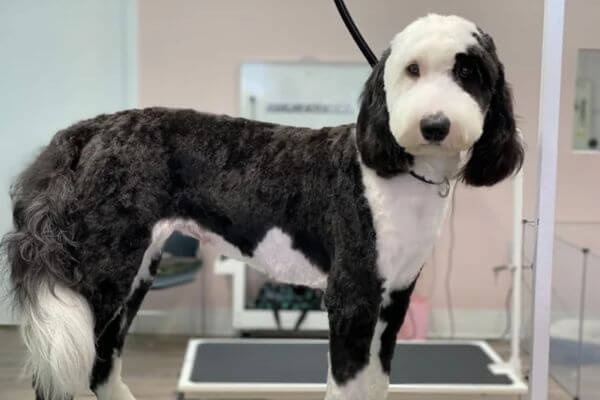 Mini Sheepadoodle
