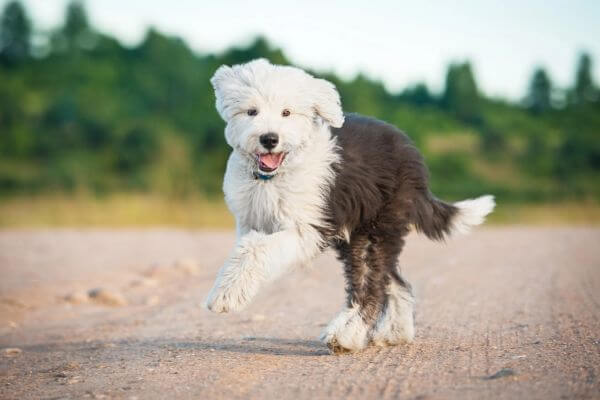 Mini Sheepadoodle