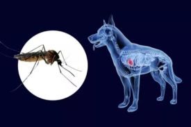 Heartworm
