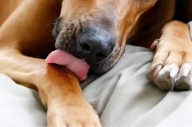 Dogs Lick Your Feet