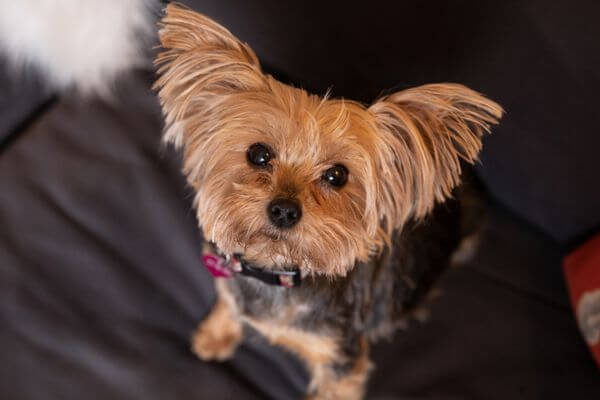 Small Dogs For Adoption