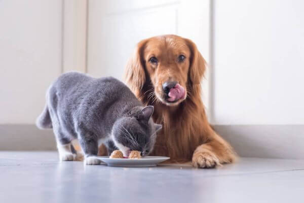 Nom Nom Dog and Cat Jerky Treats