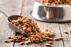 Orijen Dog Food