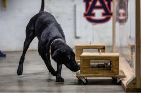 Canine Scent Detection