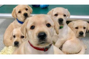 Owning a puppy