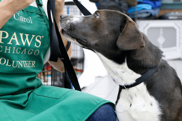 Paws Chicago
