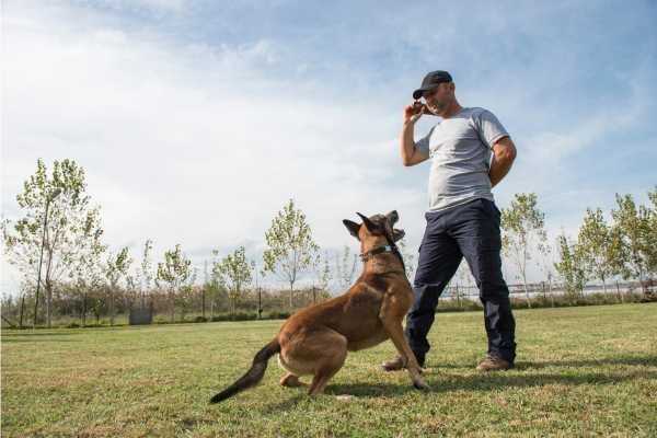 Petco Training dog