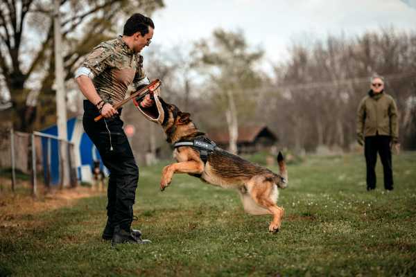 Petco dog training
