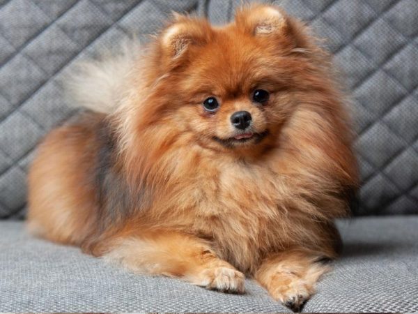 Pomeranians