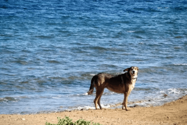 Pools For Dogs 