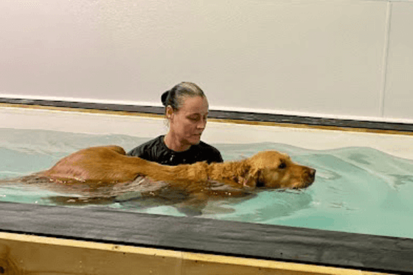 Pools For Dogs 