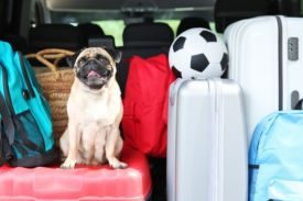 Adventure With Your Furry Best Friend