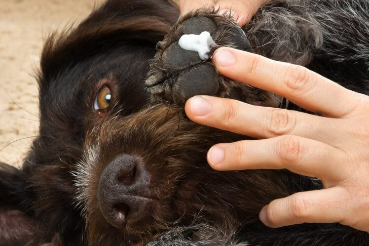 Put Neosporin On A Dog