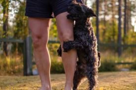 Female Dogs Humping