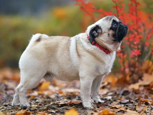 Pugs