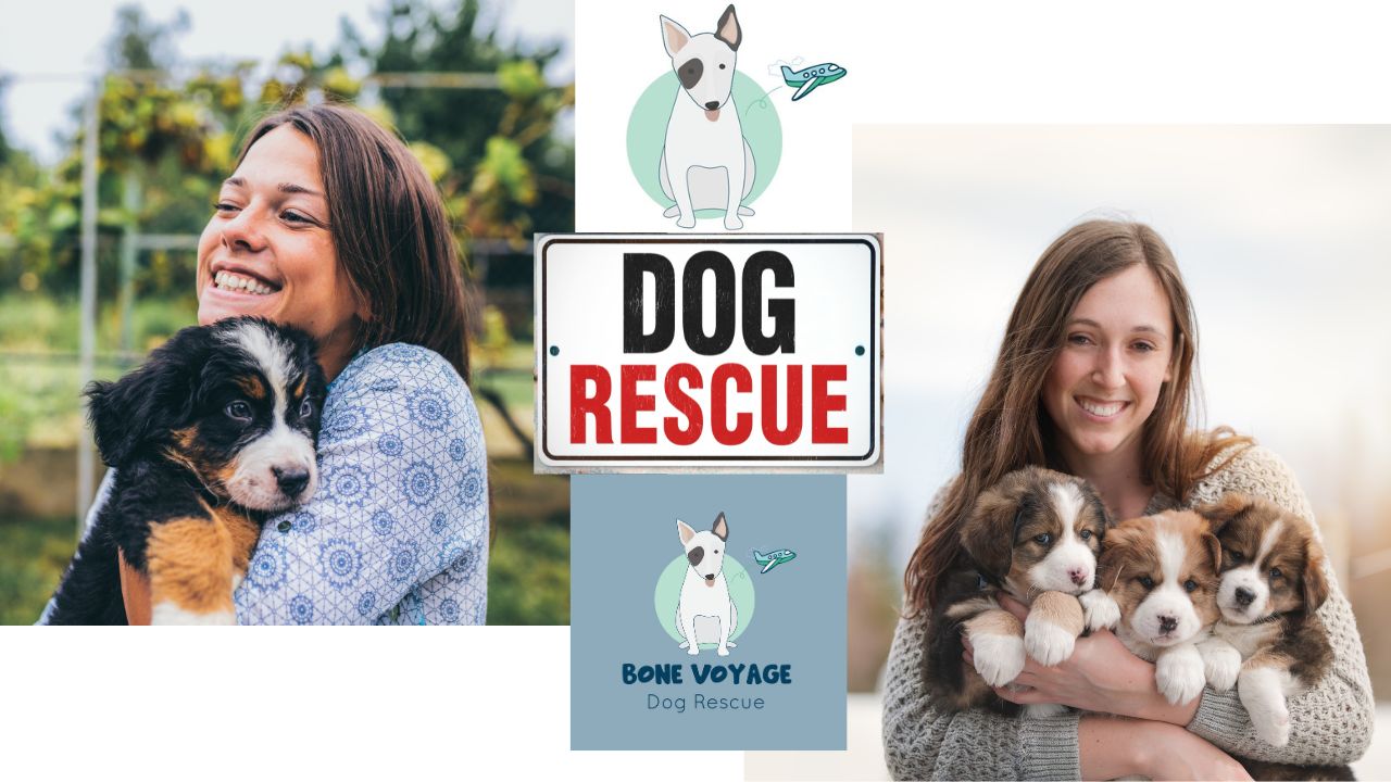 Bone Voyage Dog Rescue: The Work, and What Came After