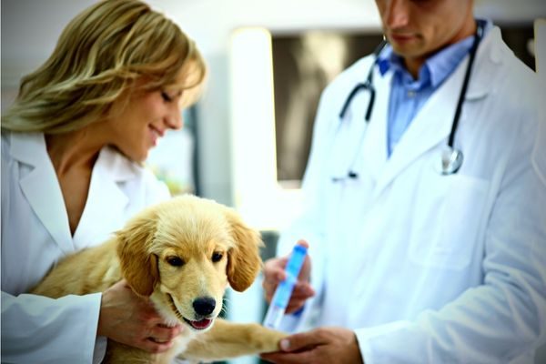 Puppy Shot Booster