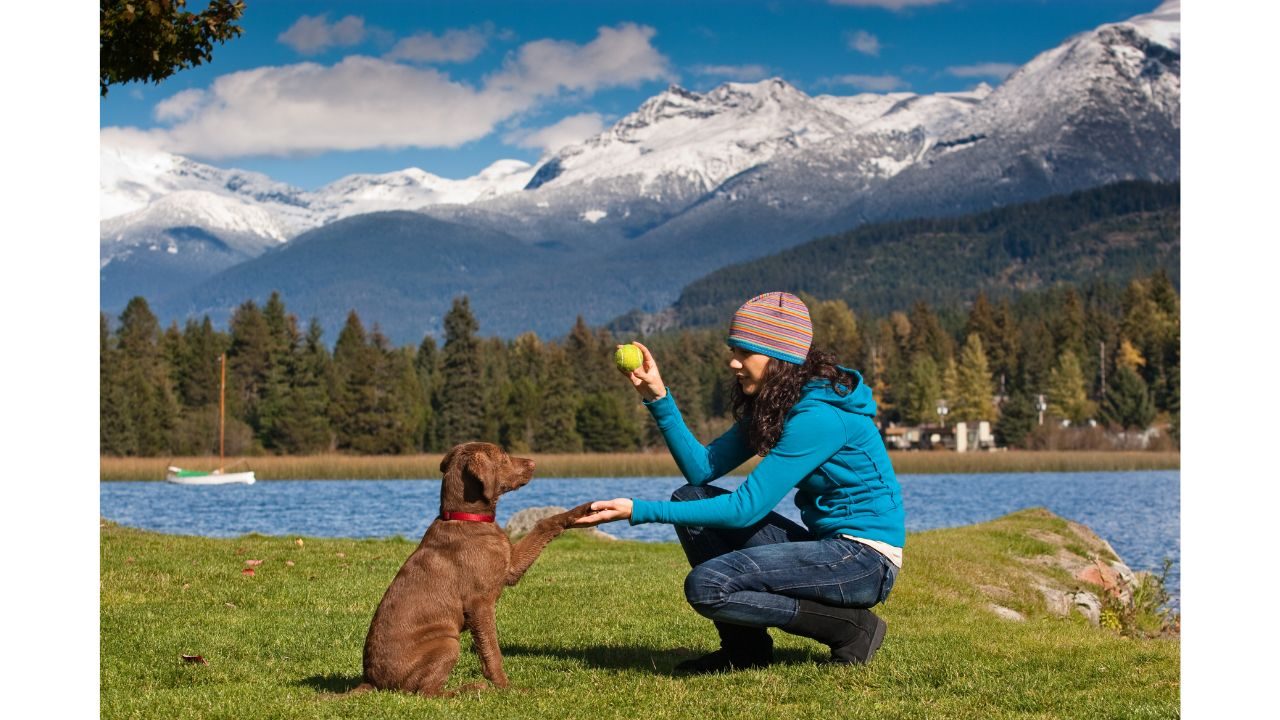 Puppy Training Schedule