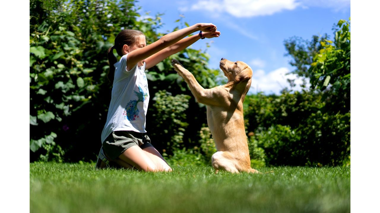 Puppy Training Schedule