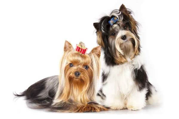Puppy Yorkshire