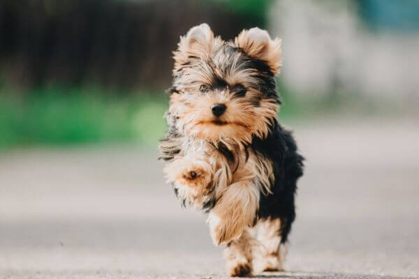 Puppy Yorkshire