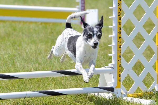 Ratshi Terrier