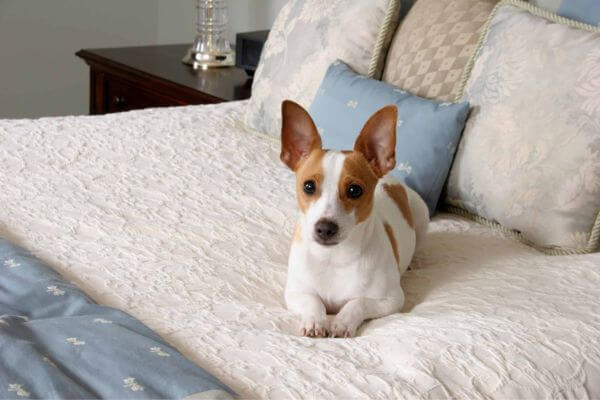Ratshi Terrier