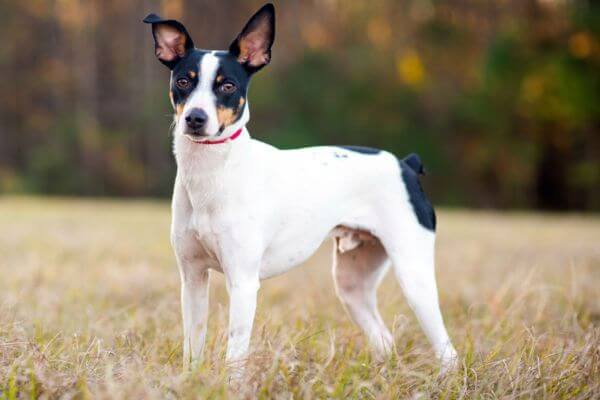Ratshi Terrier