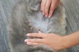 Fleas on Dogs
