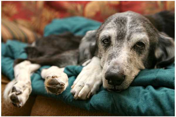 Rehoming a dog