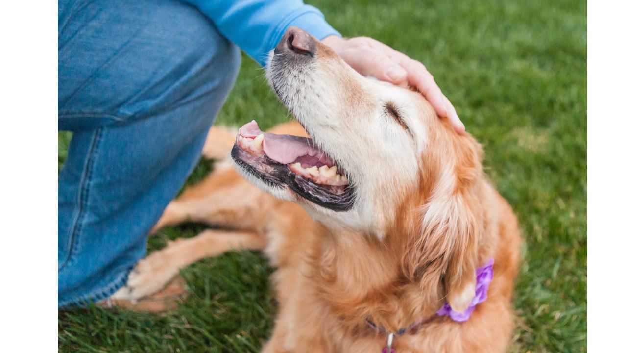 Relieving Rescue Dog Separation Anxiety