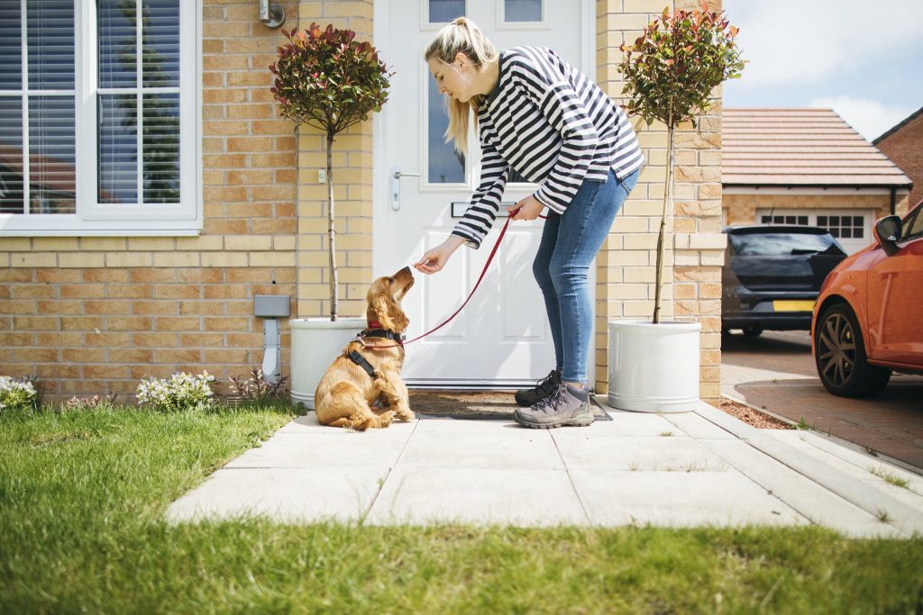 How To Potty Train A Dog