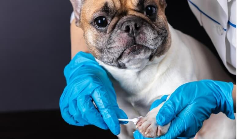 Put Neosporin On A Dog