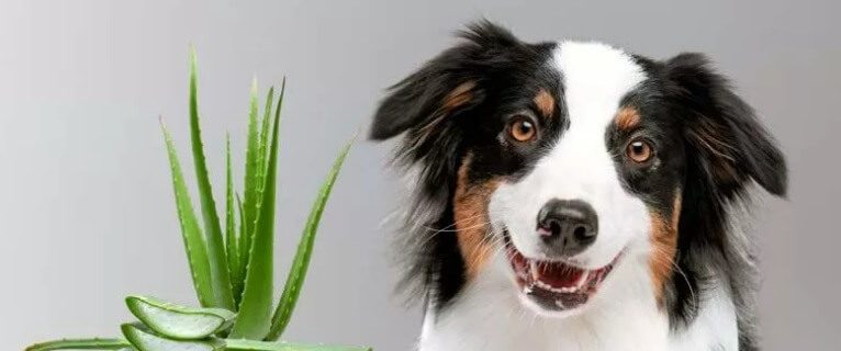 Put Neosporin On A Dog