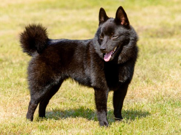 Schipperke
