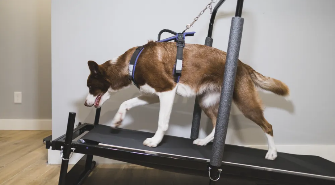 Dog Treadmill